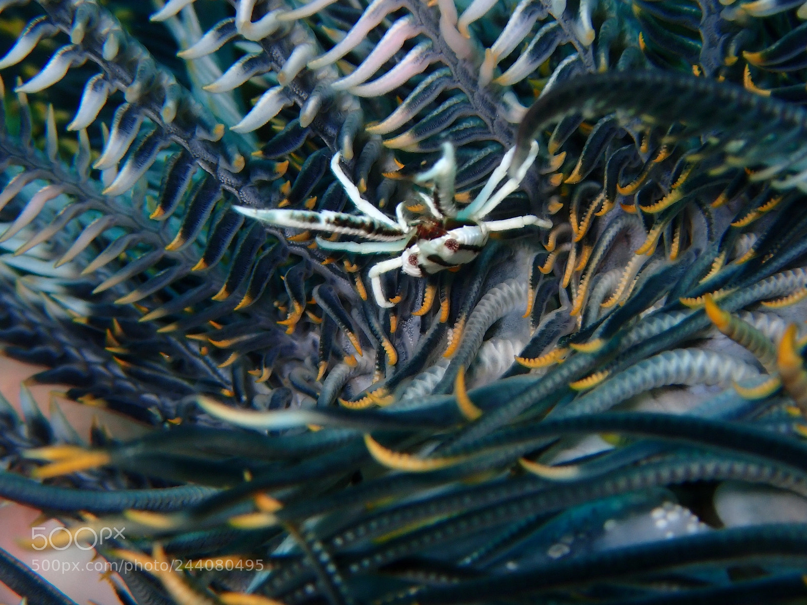 Olympus TG-5 sample photo. Lembeh strait's critters photography