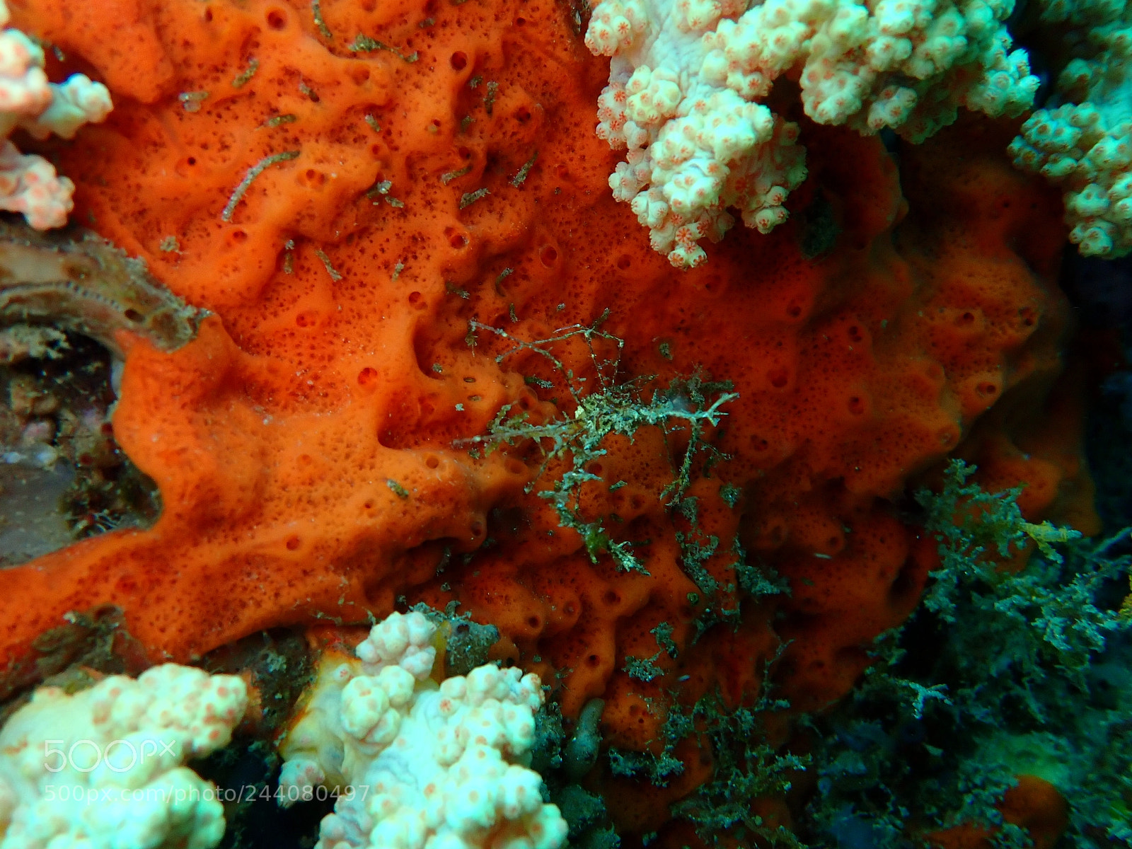 Olympus TG-5 sample photo. Lembeh strait's critters photography