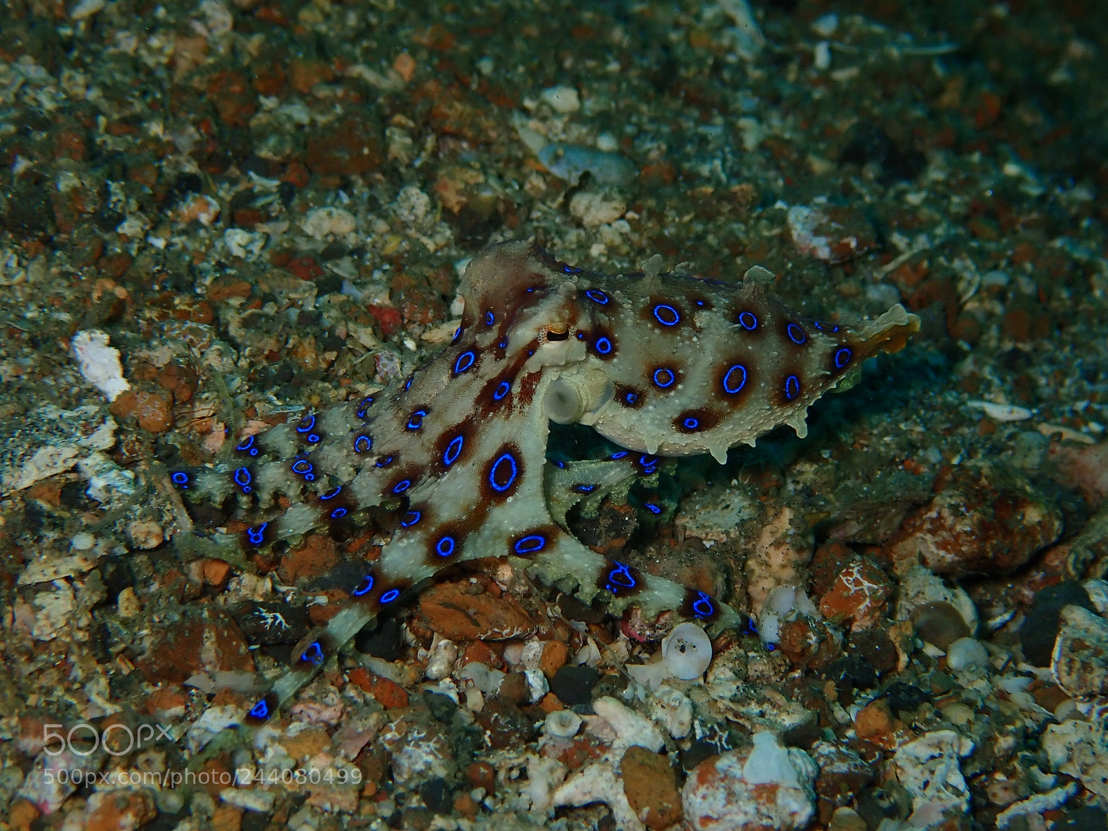 Olympus TG-5 sample photo. Lembeh strait's critters photography