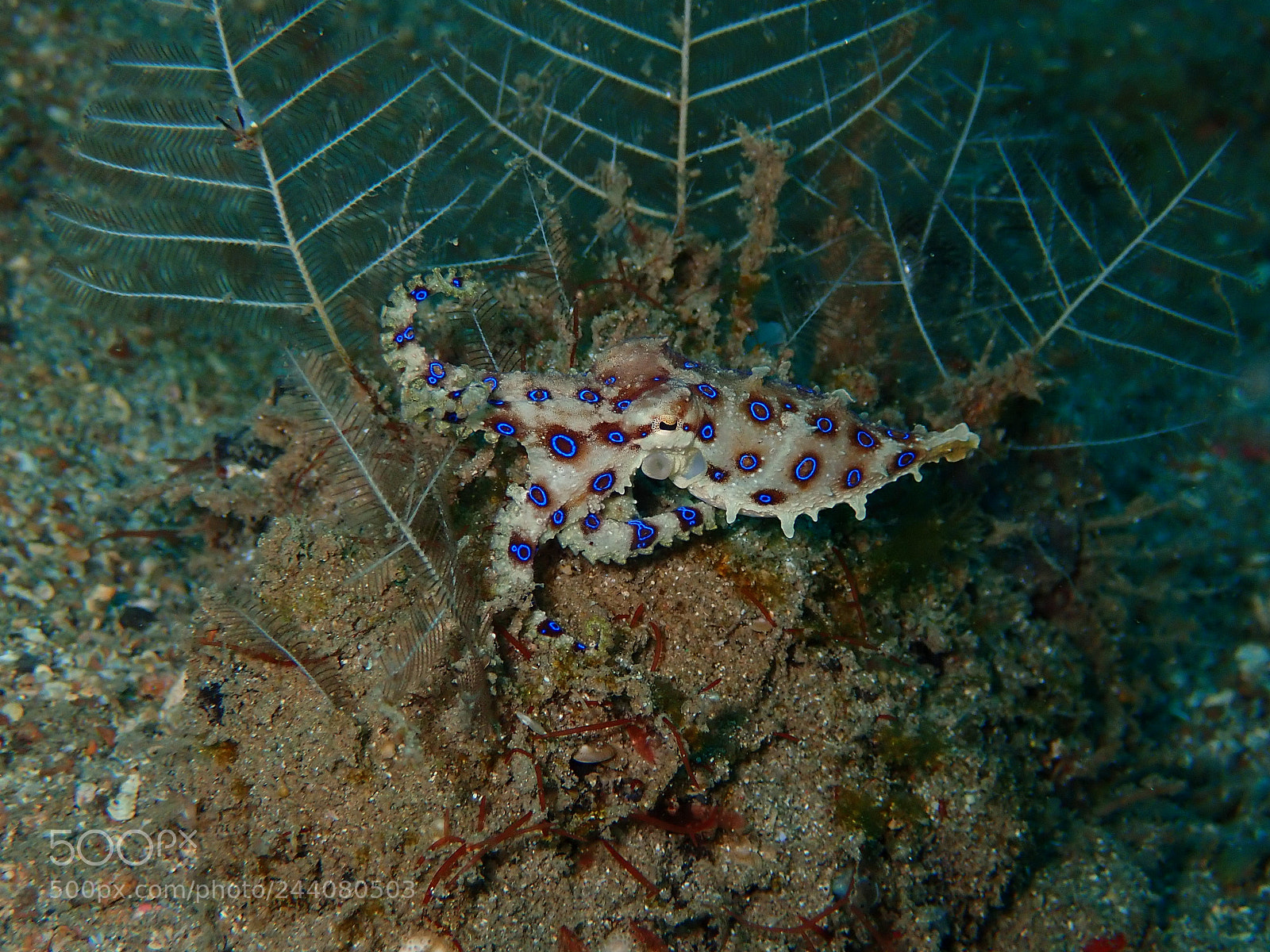 Olympus TG-5 sample photo. Lembeh strait's critters photography