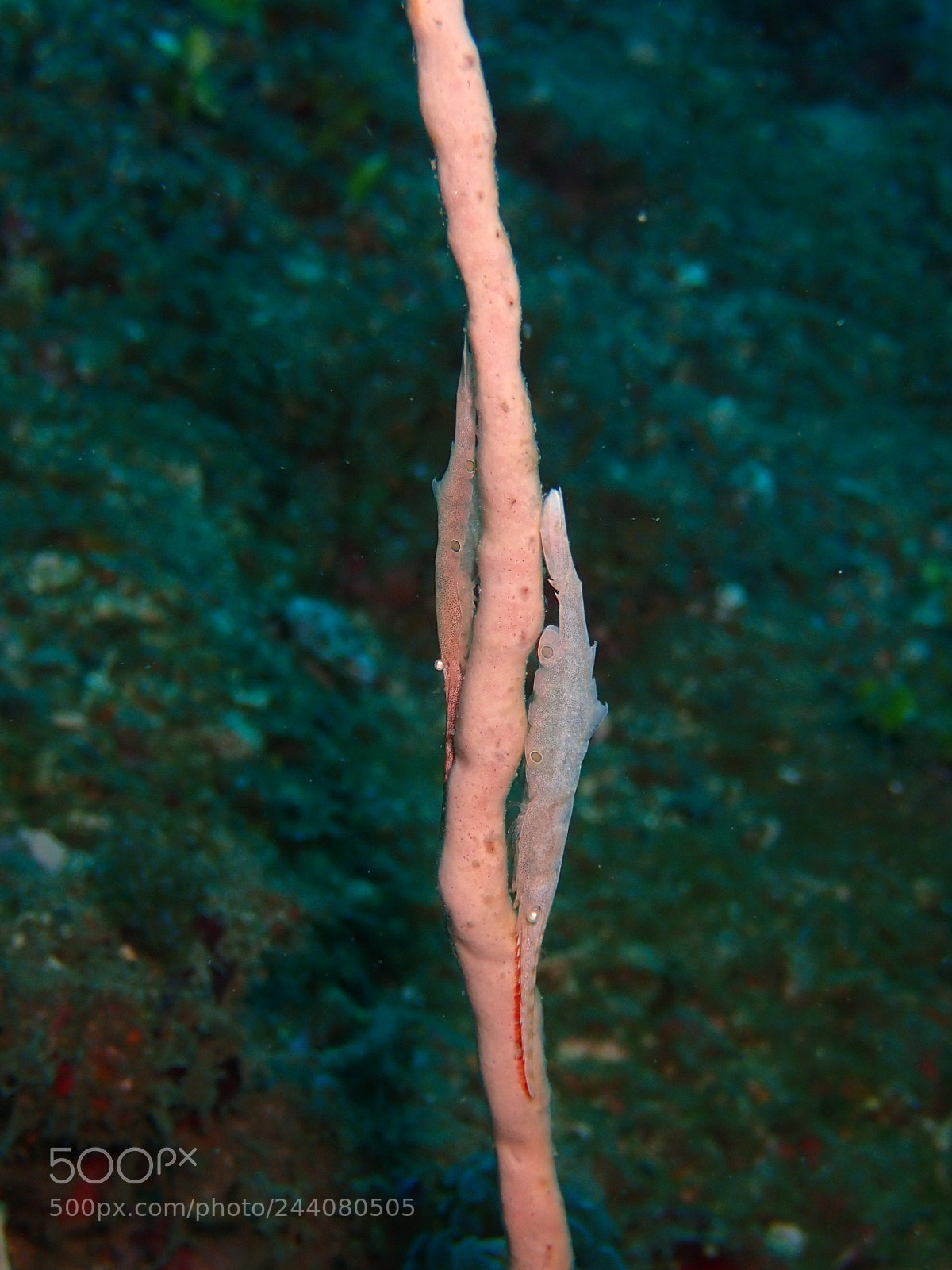 Olympus TG-5 sample photo. Lembeh strait's critters photography
