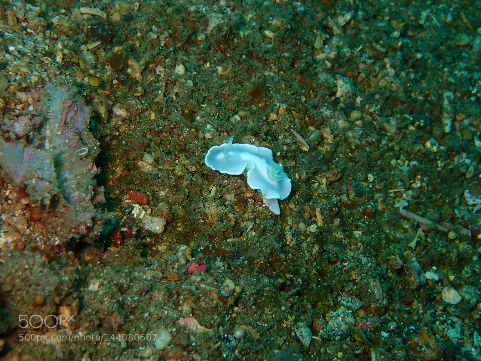 Olympus TG-5 sample photo. Lembeh strait's critters photography
