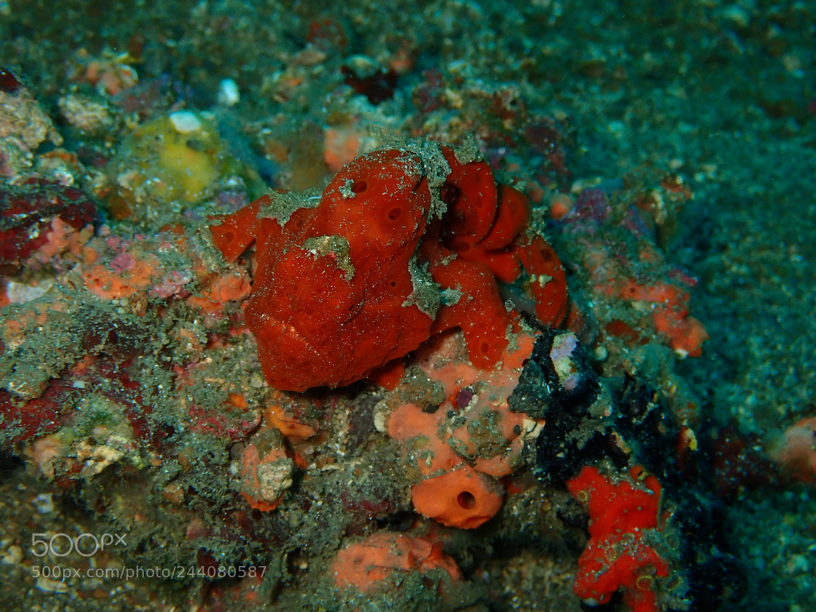 Olympus TG-5 sample photo. Lembeh strait's critters photography