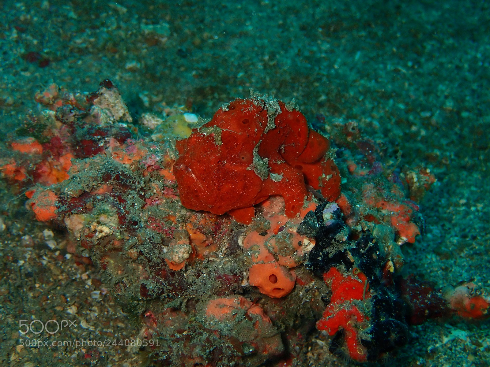 Olympus TG-5 sample photo. Lembeh strait's critters photography
