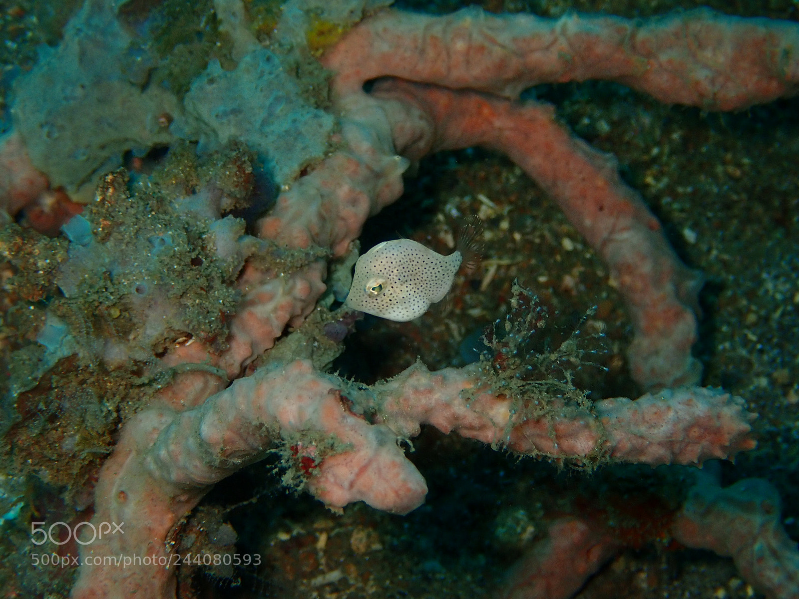Olympus TG-5 sample photo. Lembeh strait's critters photography