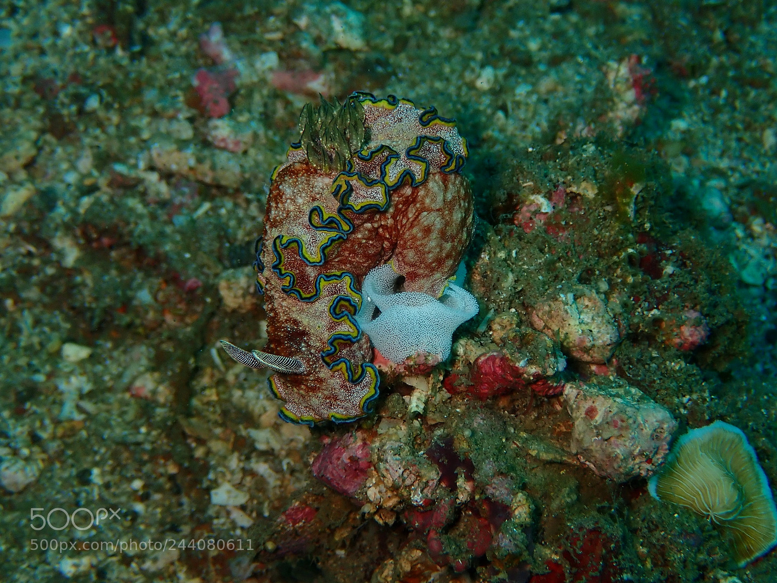 Olympus TG-5 sample photo. Lembeh strait's critters photography