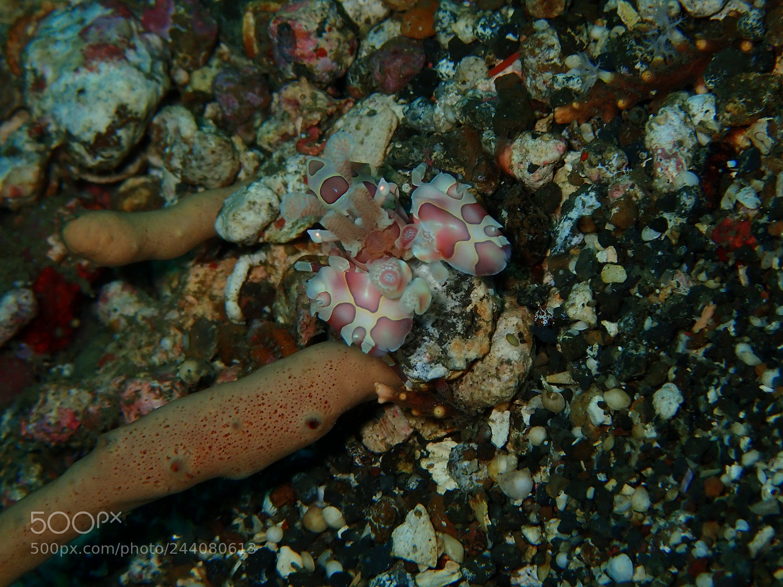 Olympus TG-5 sample photo. Lembeh strait's critters photography