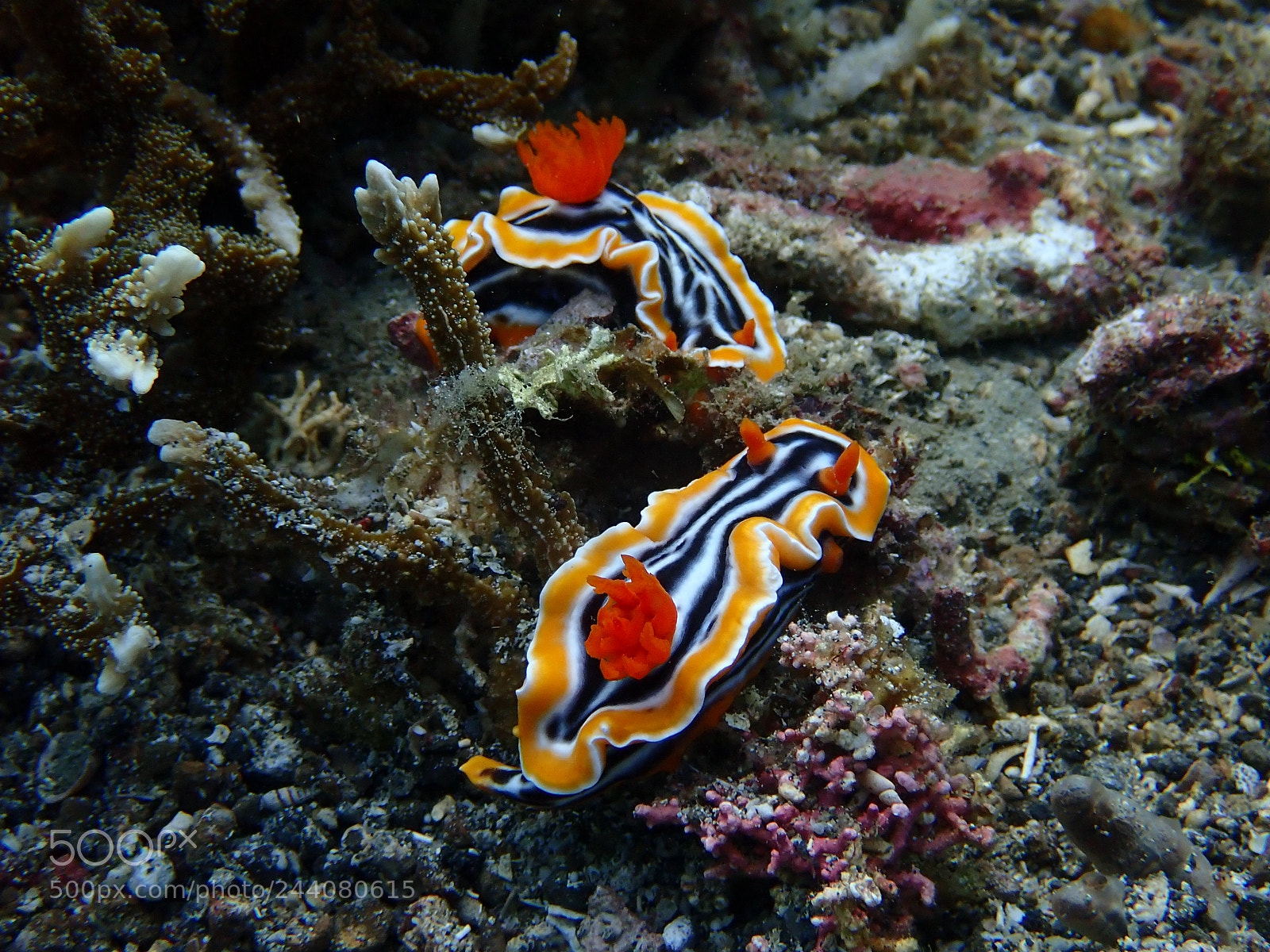 Olympus TG-5 sample photo. Lembeh strait's critters photography