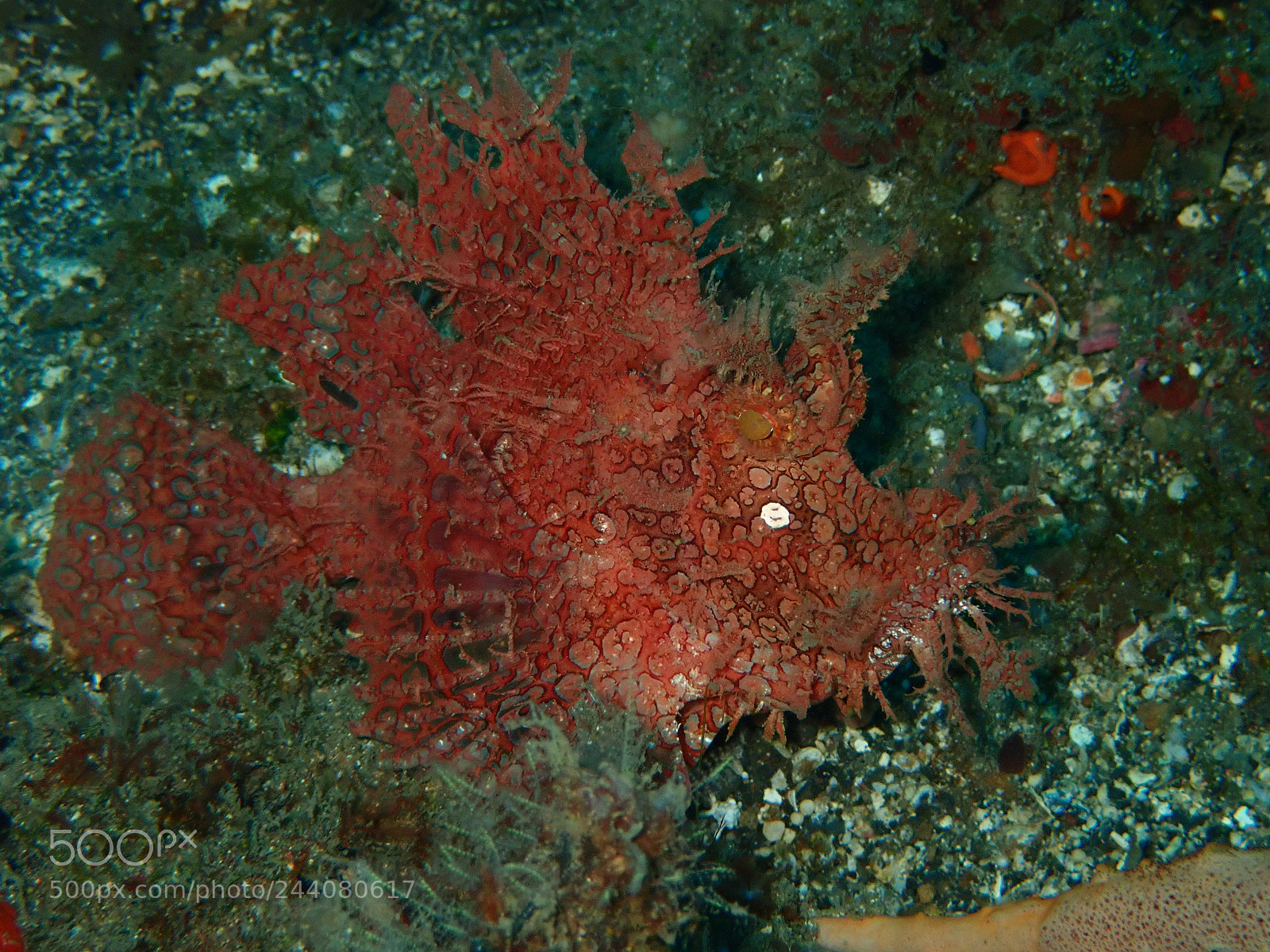 Olympus TG-5 sample photo. Lembeh strait's critters photography