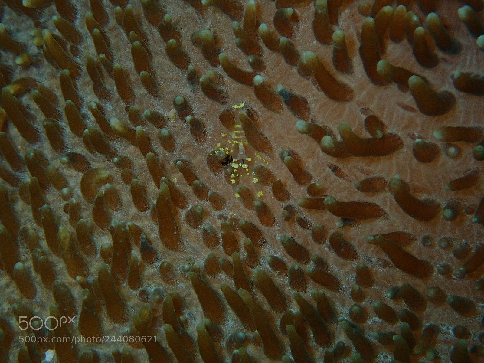 Olympus TG-5 sample photo. Lembeh strait's critters photography