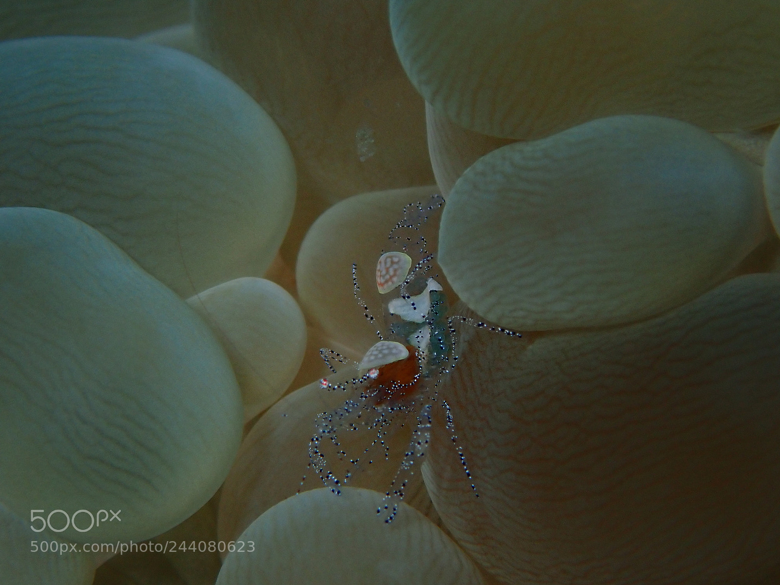 Olympus TG-5 sample photo. Lembeh strait's critters photography