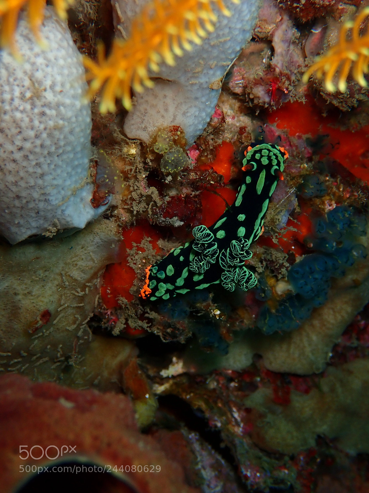 Olympus TG-5 sample photo. Lembeh strait's critters photography