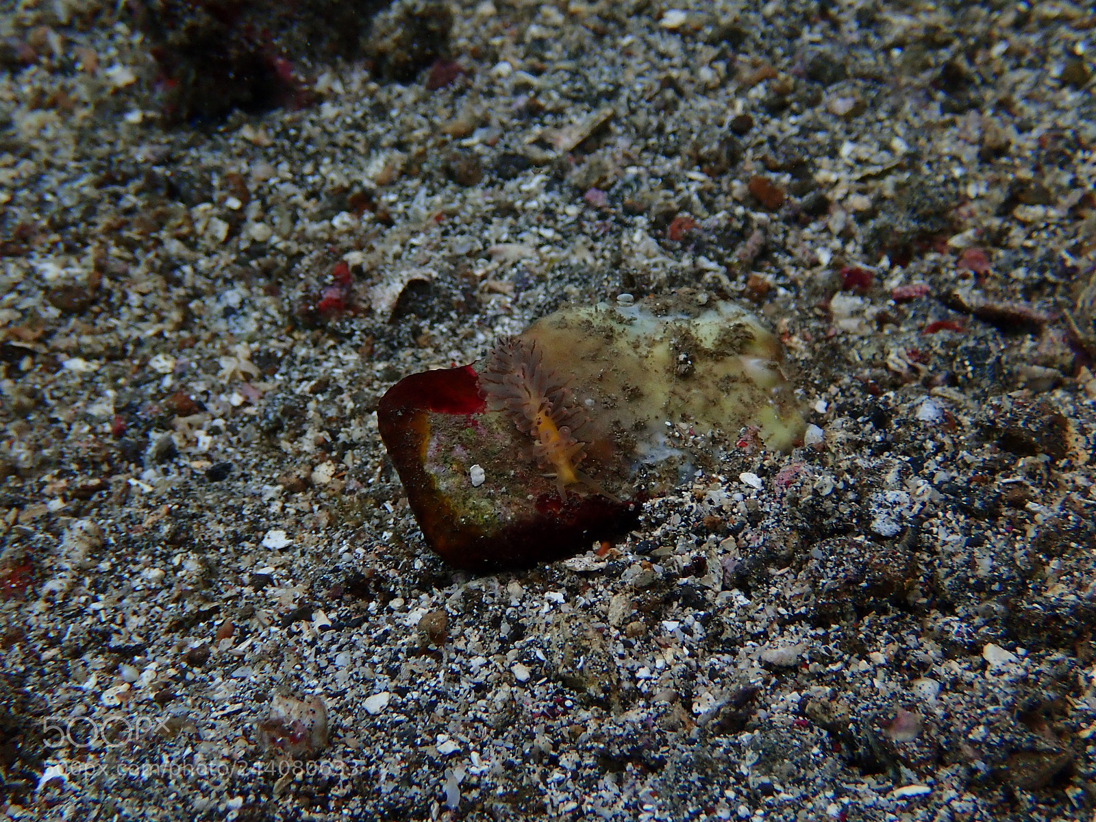 Olympus TG-5 sample photo. Lembeh strait's critters photography