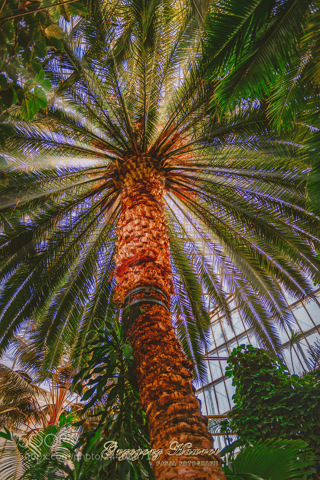 Nikon D800 sample photo. Palma... palmiarnia w gliwicach photography