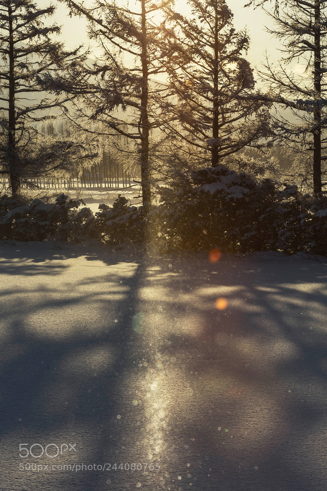 Nikon D810 sample photo. Untitled photography