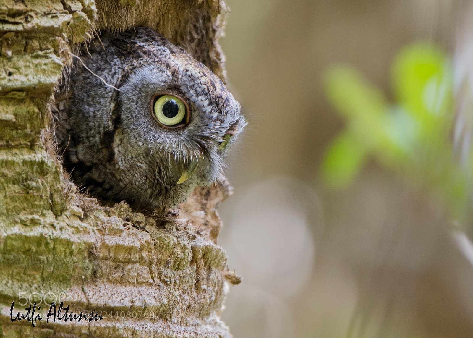 Nikon D7100 sample photo. Eastern screech-owl, florida, 2016. photography