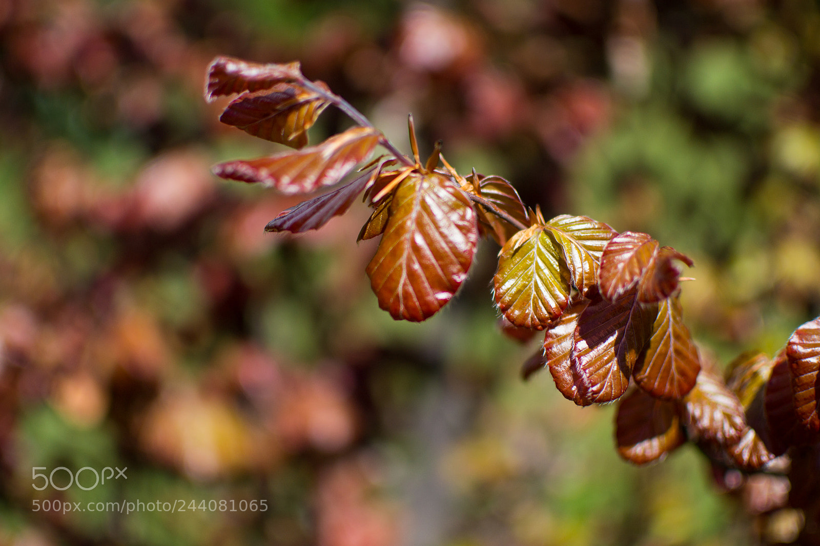 Nikon D3100 sample photo. Arrowtown, new zealand. photography