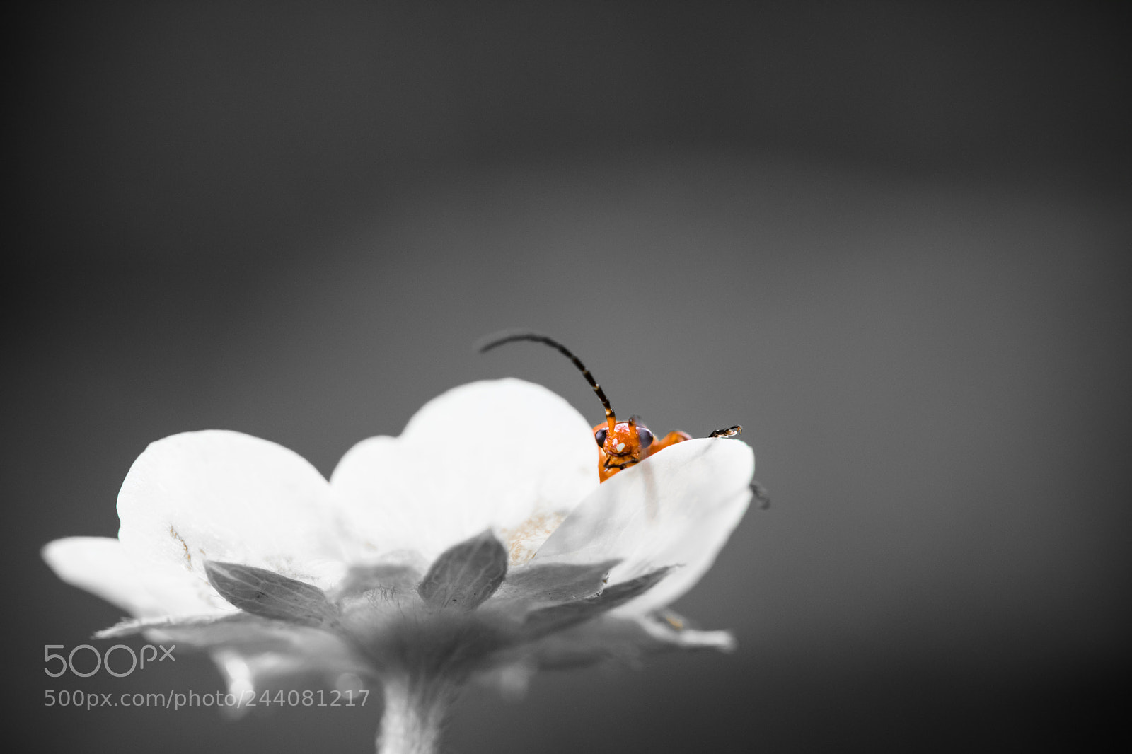 Canon EOS 760D (EOS Rebel T6s / EOS 8000D) sample photo. Bug's life photography