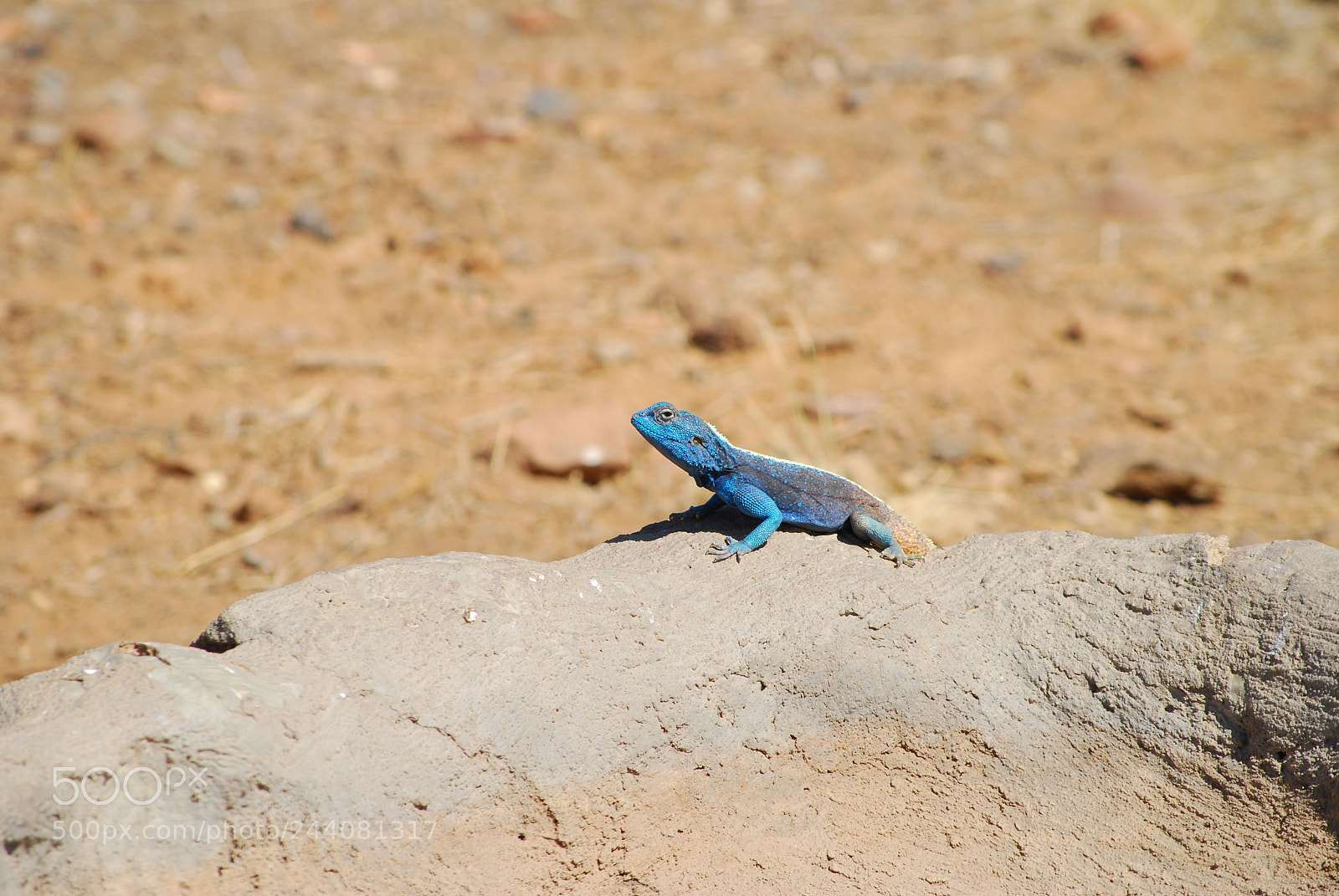 Nikon D40X sample photo. Lizard photography