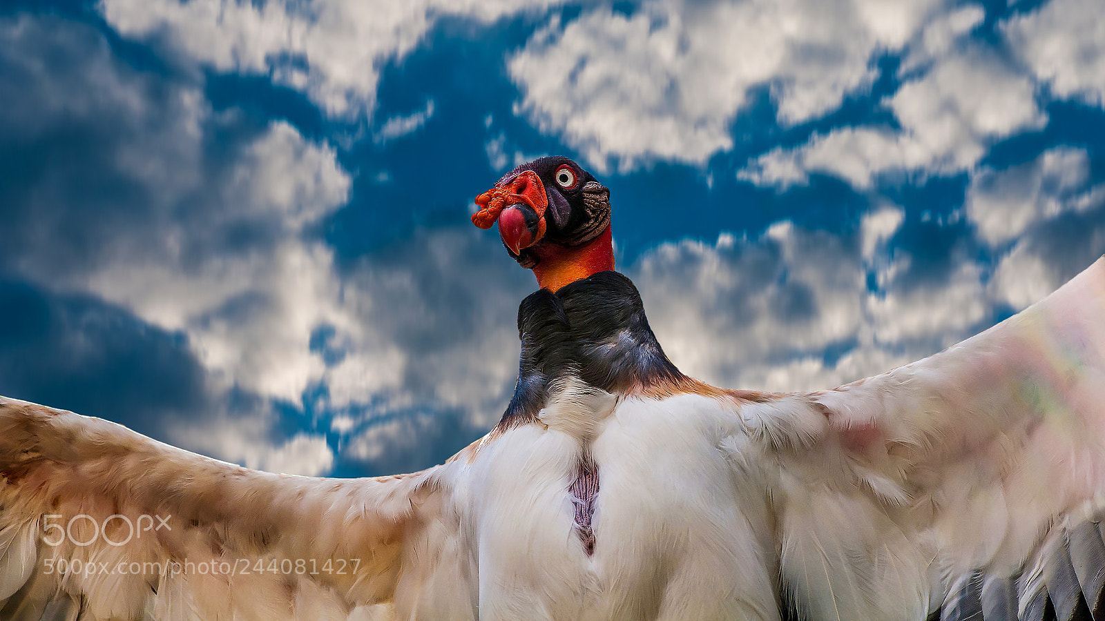 Nikon D300S sample photo. Vulture photography