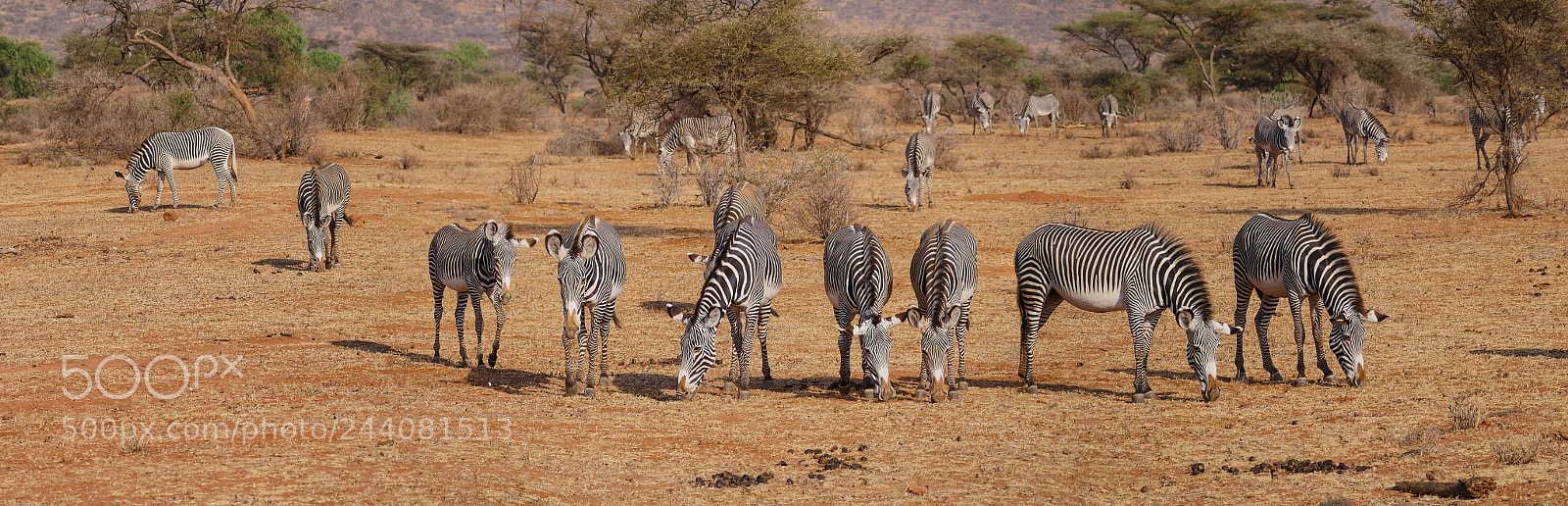 Panasonic Lumix DMC-GX8 sample photo. Zebra photography