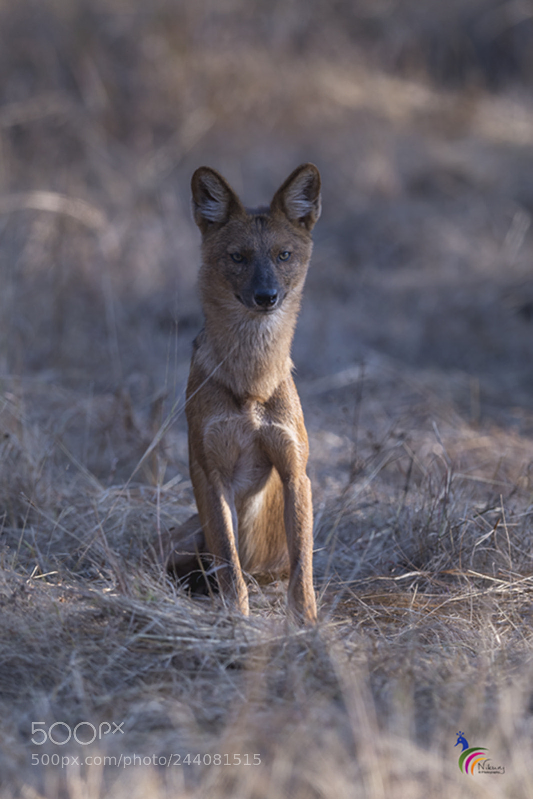 Nikon D500 sample photo. Alfa female - dhole photography