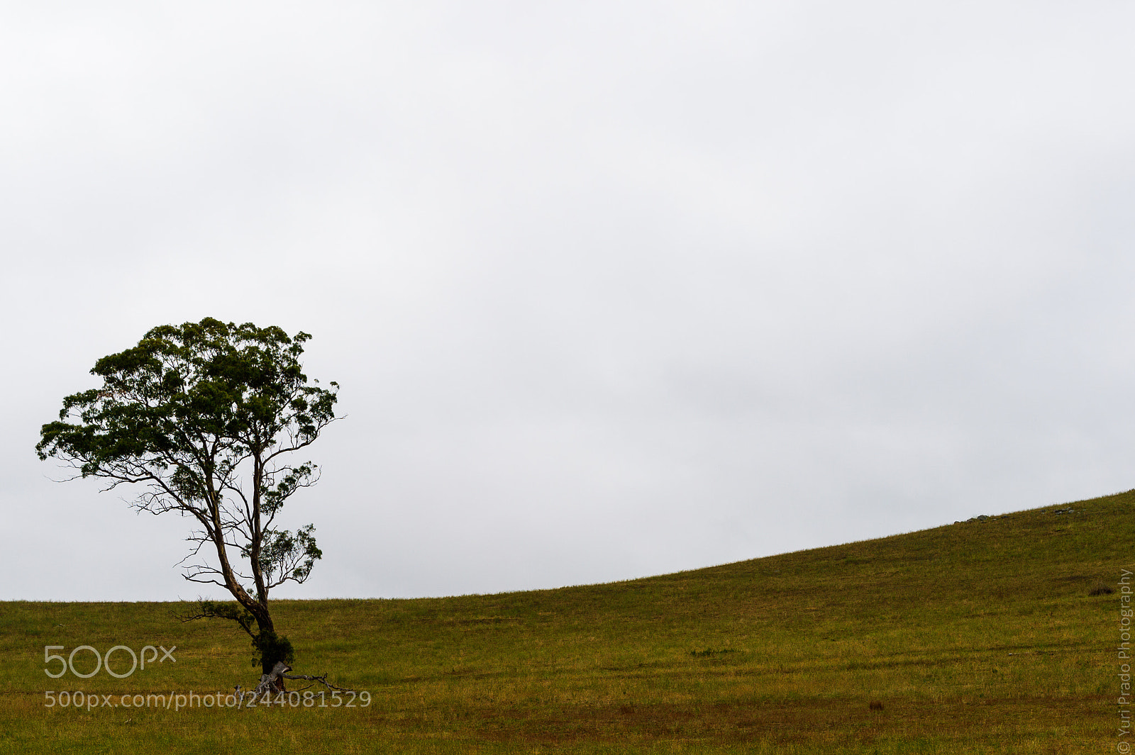 Nikon Df sample photo. ...alone but not lonely... photography