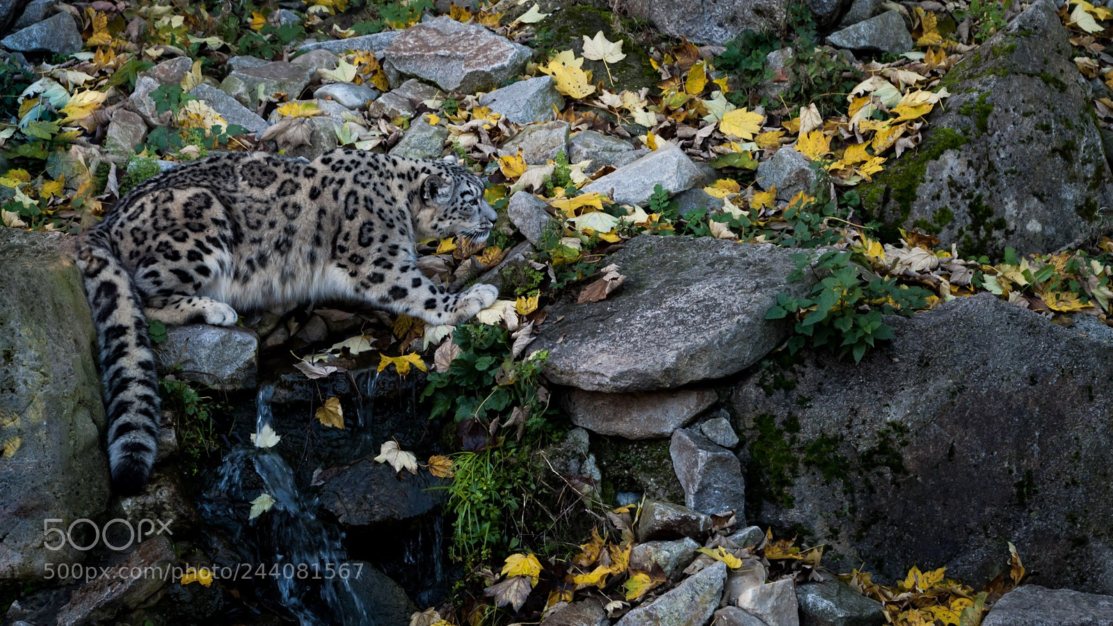 Nikon D80 sample photo. Camouflage snow leopard photography