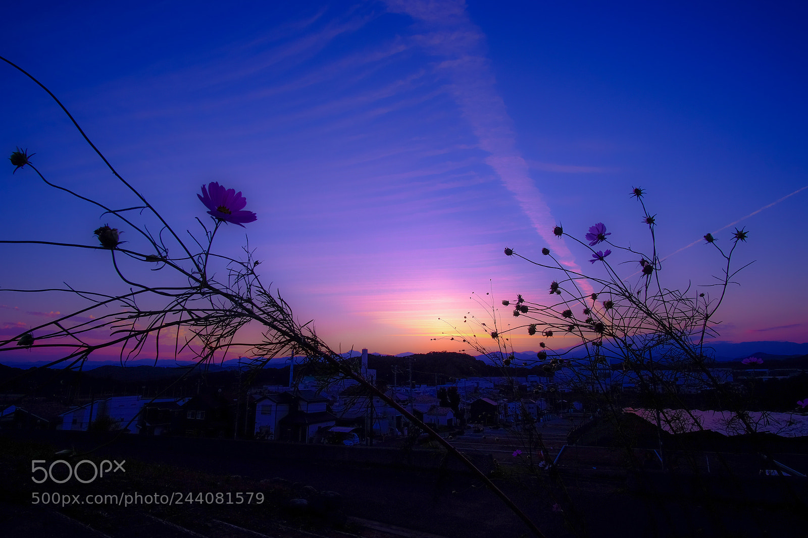 Fujifilm X-T10 sample photo. Cosmos photography