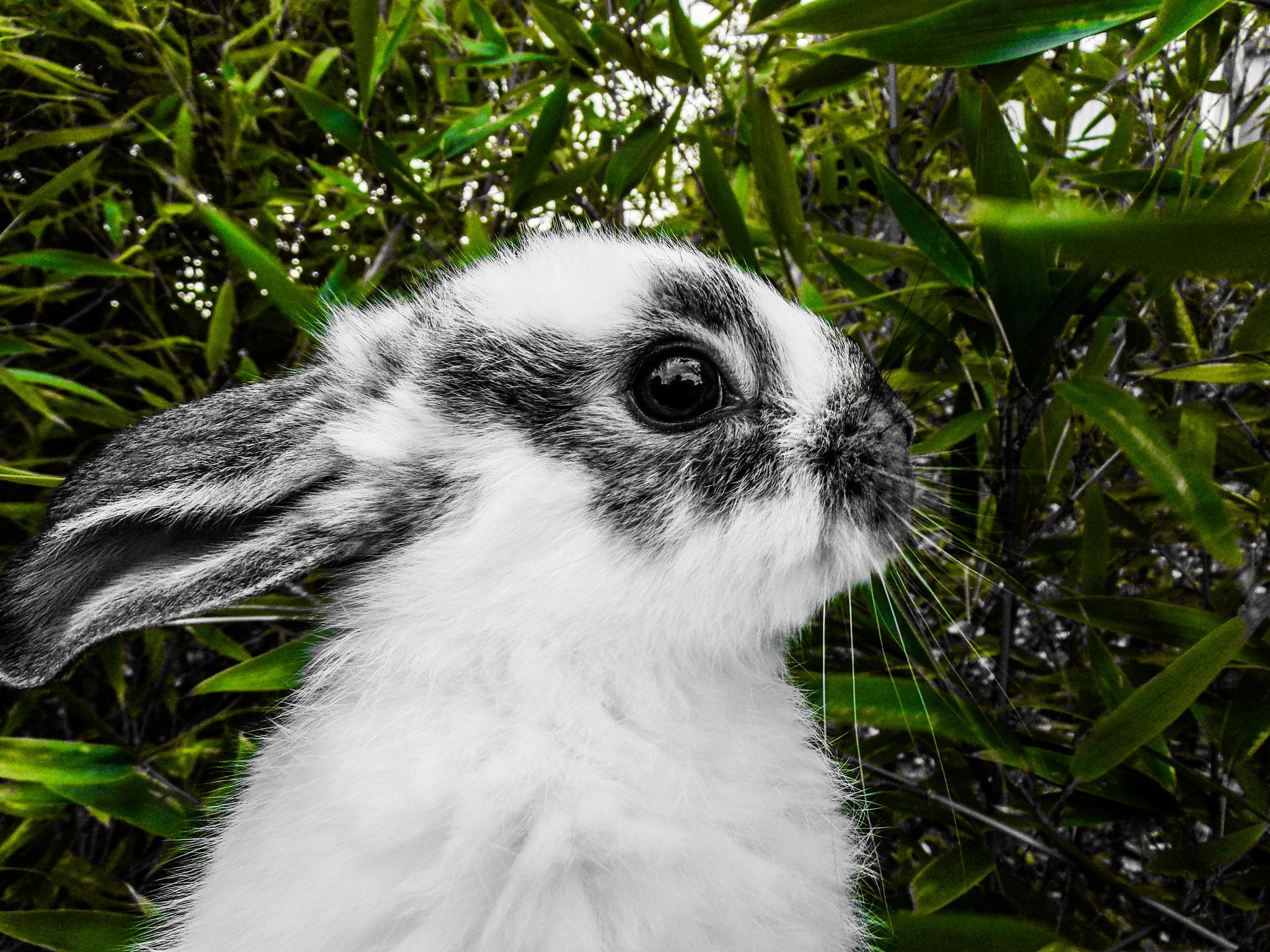 JK KODAK PIXPRO AZ422 sample photo. Rabbitandgreen#h photography