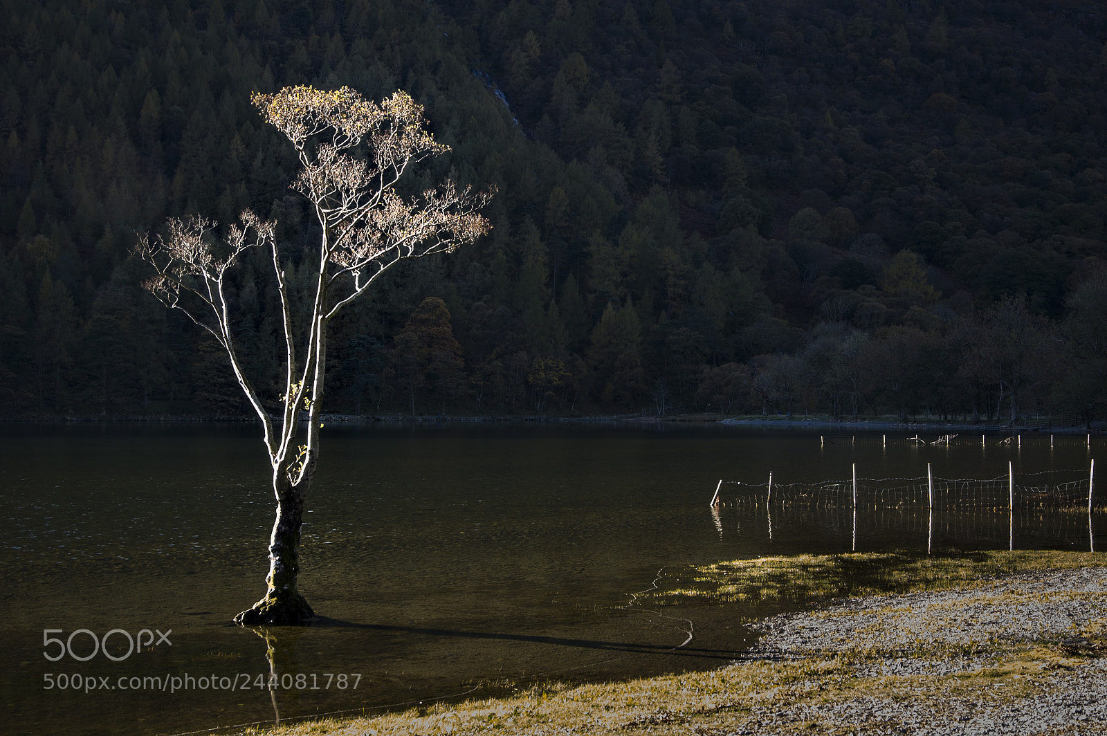 Nikon D70 sample photo. Spotlit tree photography