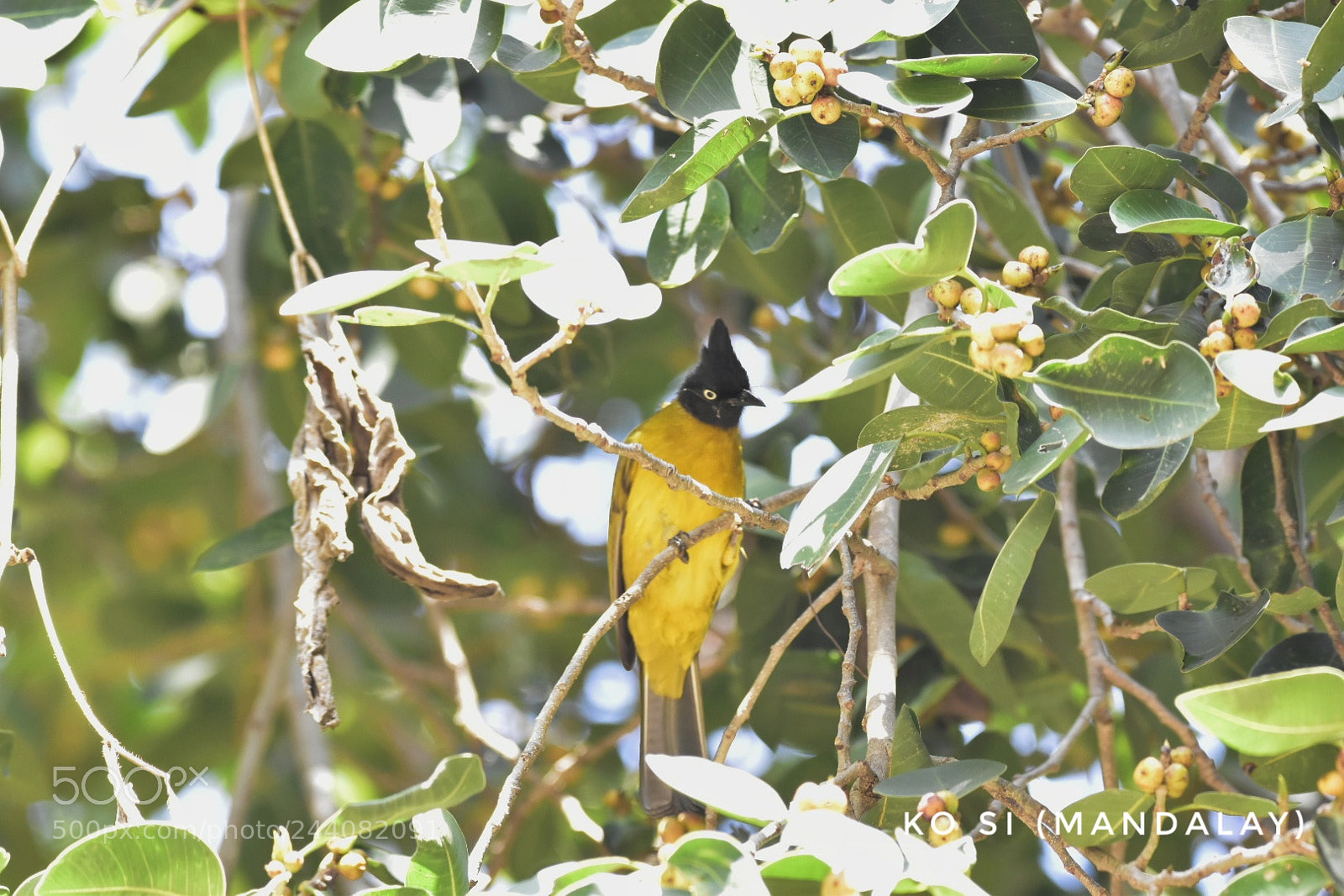 Nikon D5500 sample photo. Black crested bulbul photography