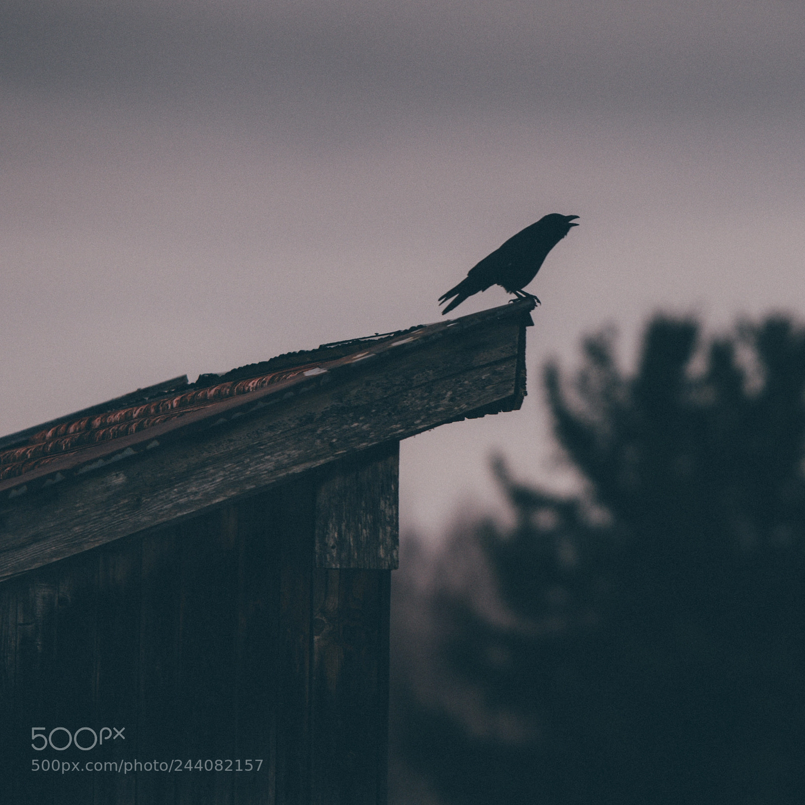 Sony a99 II sample photo. Evening cry photography
