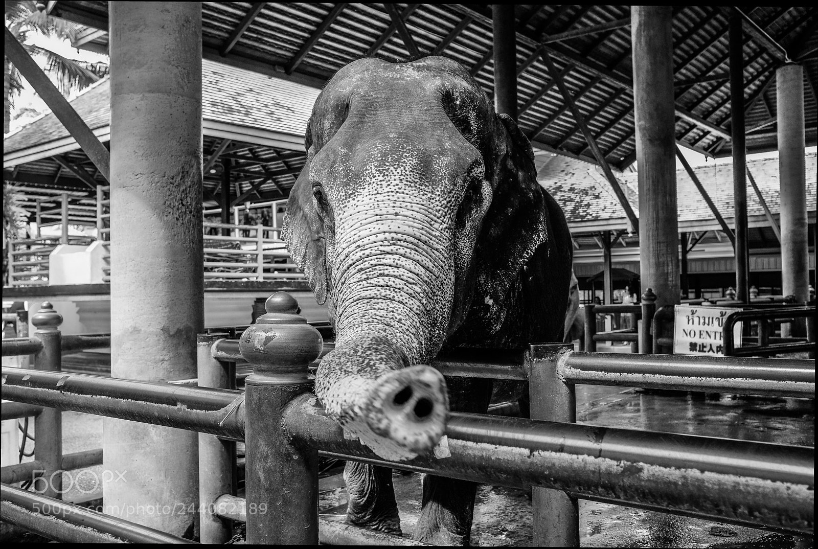 Fujifilm X-Pro2 sample photo. Elephant photography