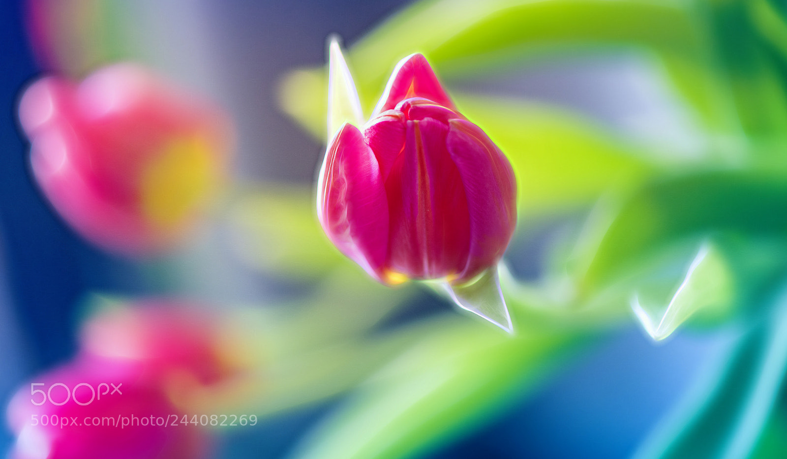 Nikon D850 sample photo. Early spring bunch photography