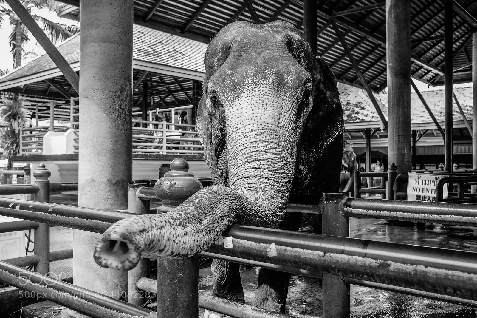 Fujifilm X-Pro2 sample photo. Elephant photography
