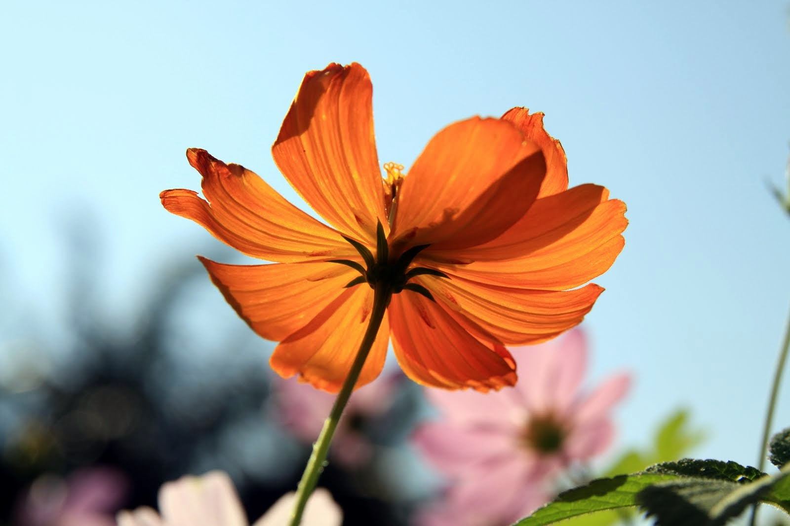 Sigma 17-70mm F2.8-4 DC Macro OS HSM sample photo. Untitled photography