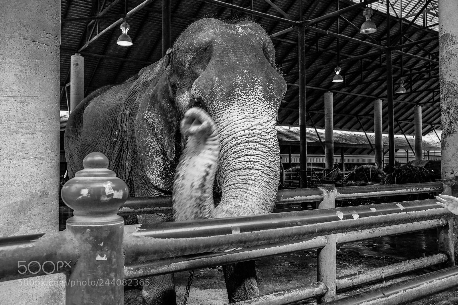 Fujifilm X-Pro2 sample photo. Elephant photography