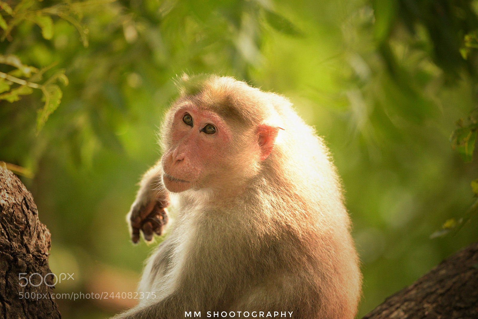 Nikon D610 sample photo. Ape photography