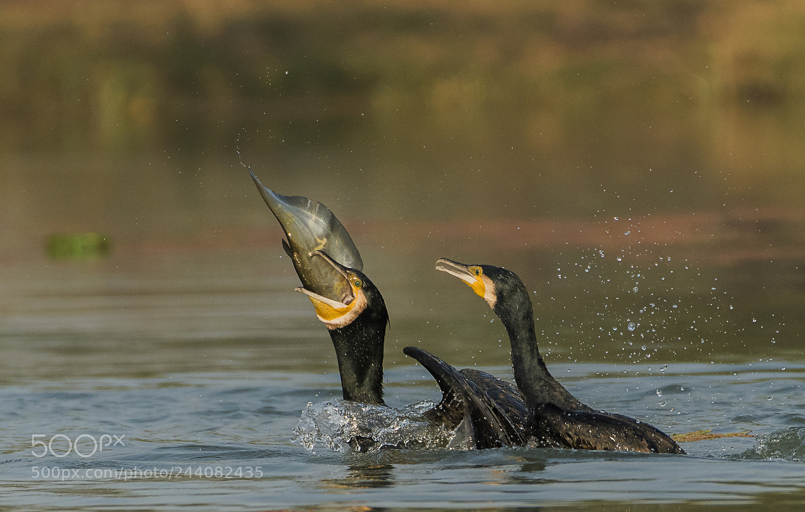 Nikon D500 sample photo. Greater cormorants photography