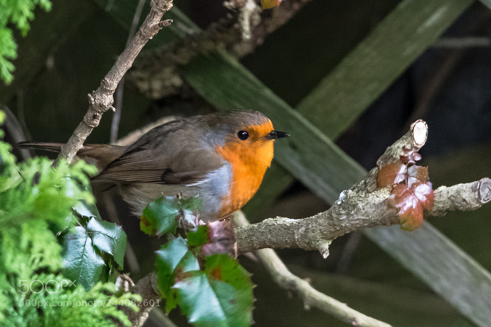 Nikon D850 sample photo. Bush robin photography