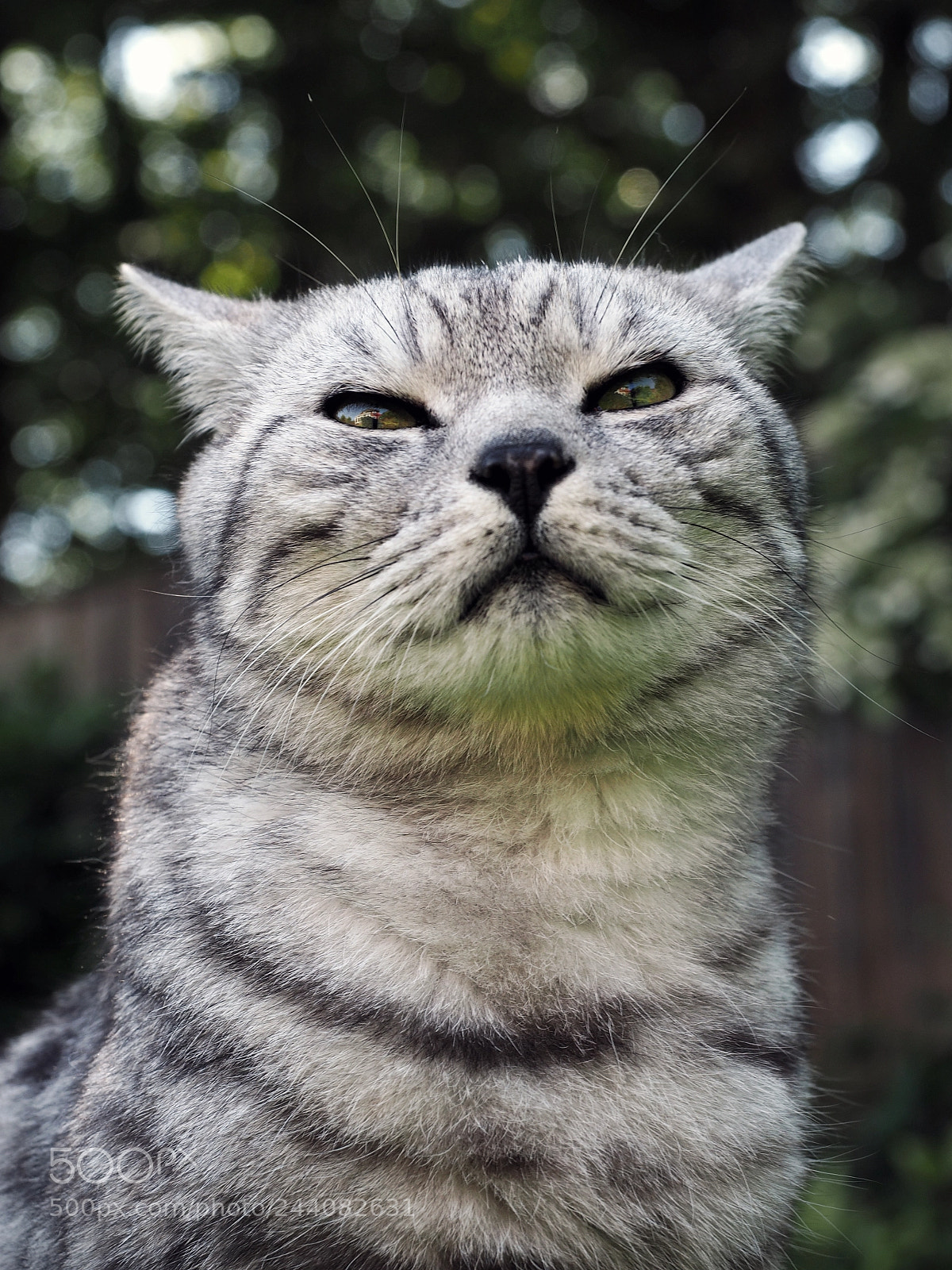 Olympus OM-D E-M1 sample photo. Tabby photography