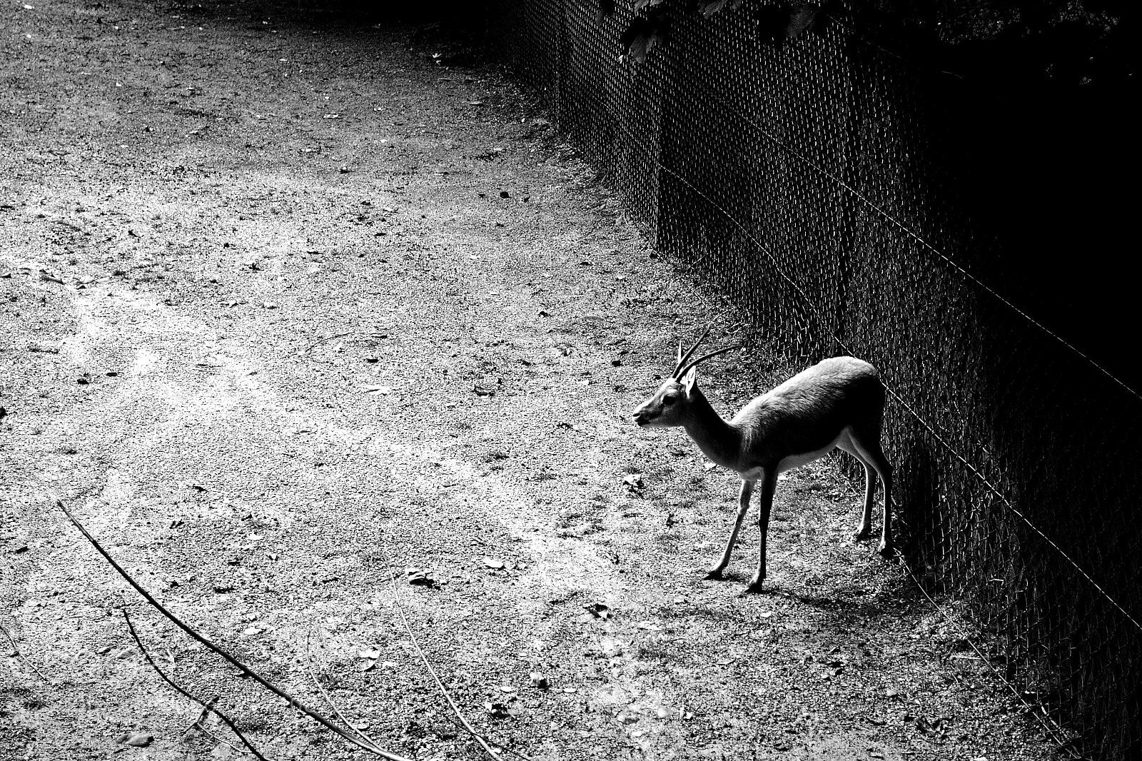Nikon D3100 sample photo. Caged photography