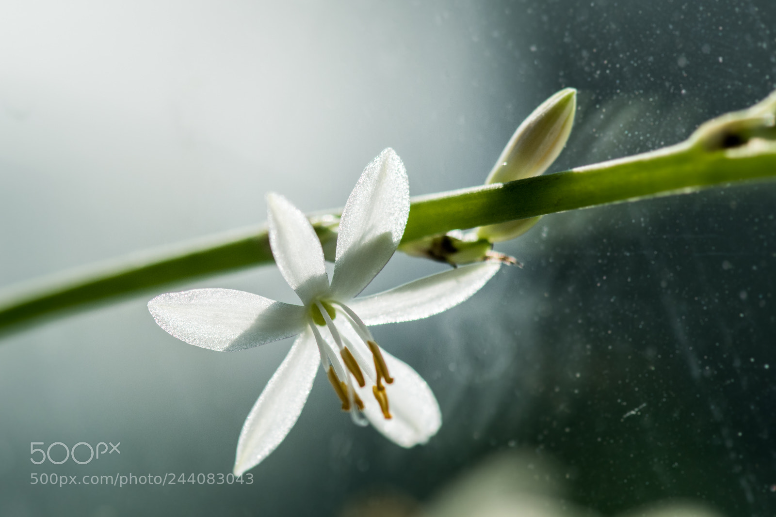 Nikon D500 sample photo. Flowers in my house photography