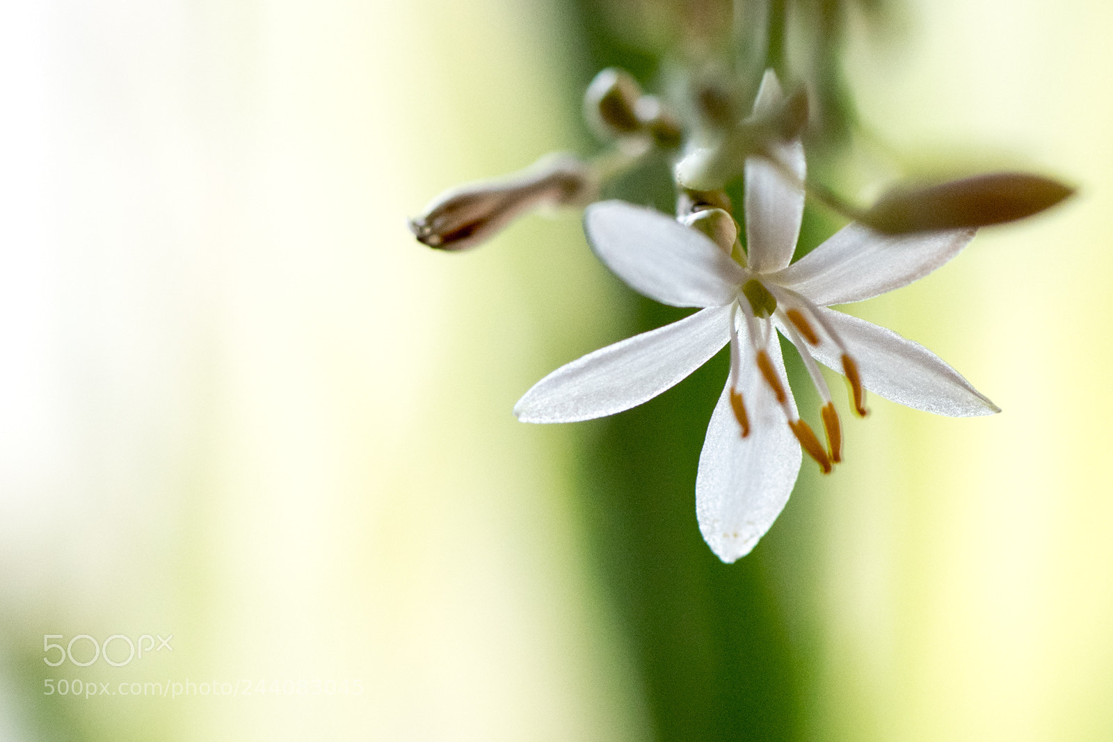 Nikon D500 sample photo. Flowers in my house photography