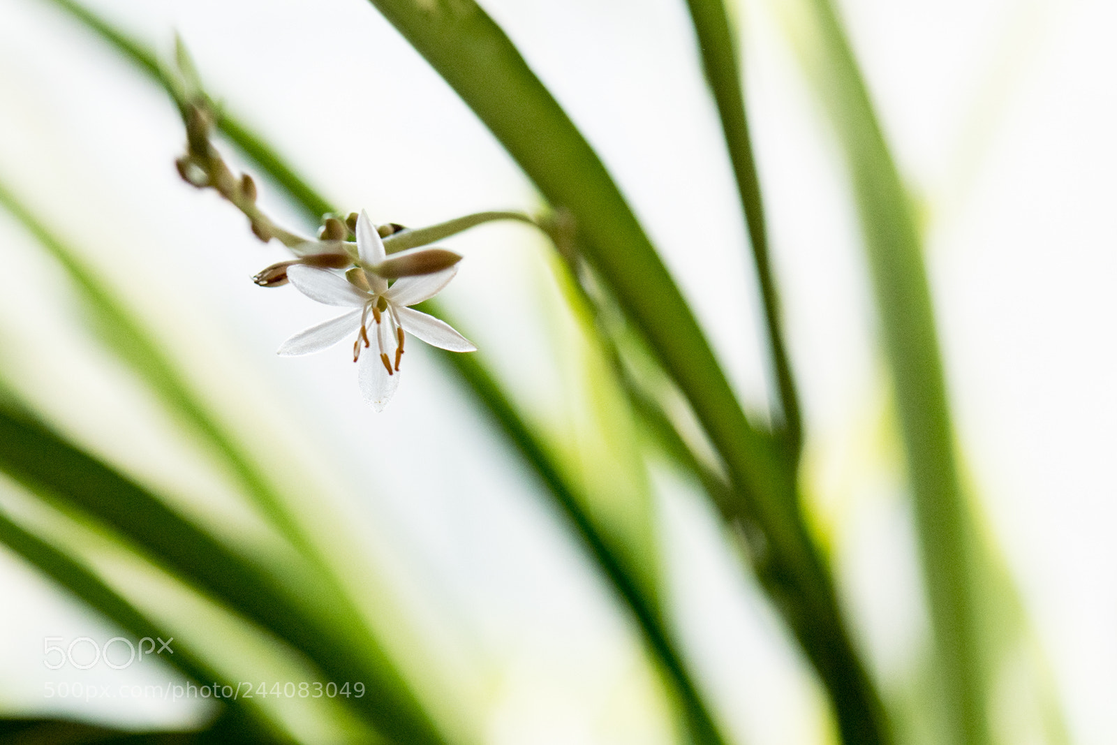 Nikon D500 sample photo. Flowers in my house photography