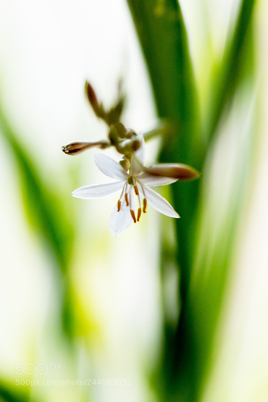 Nikon D500 sample photo. Flowers in my house photography