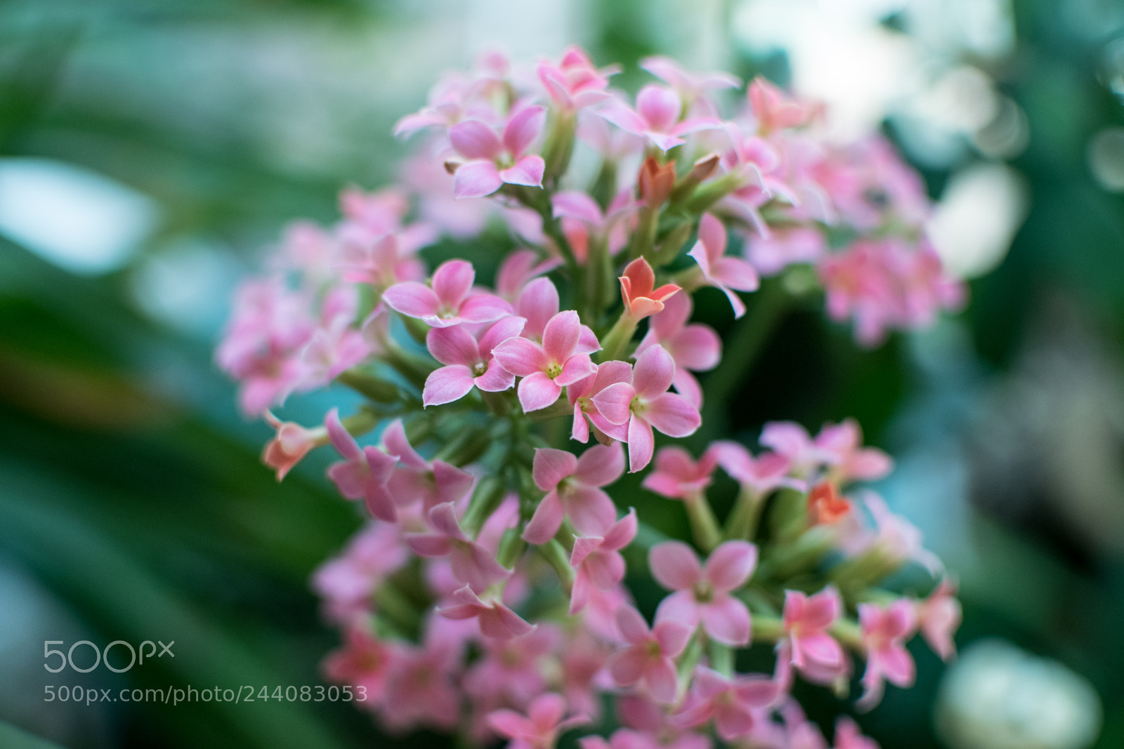 Nikon D500 sample photo. Flowers in my house photography