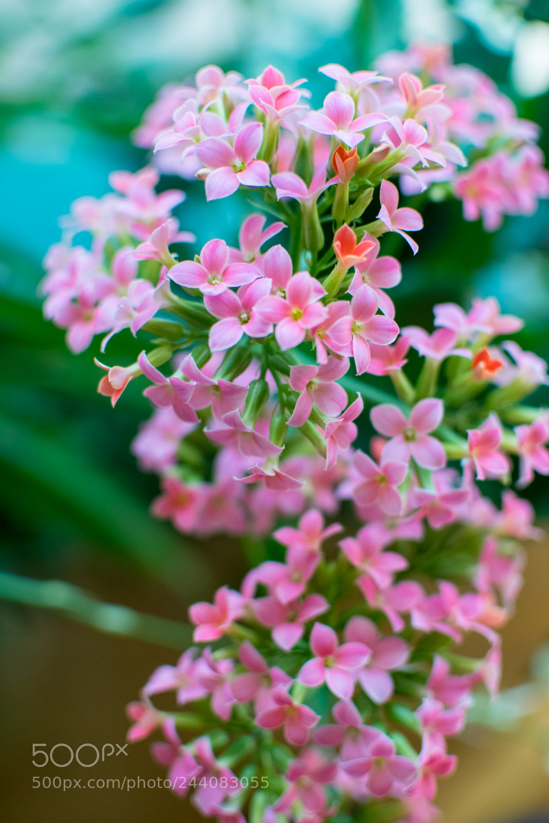 Nikon D500 sample photo. Flowers in my house photography