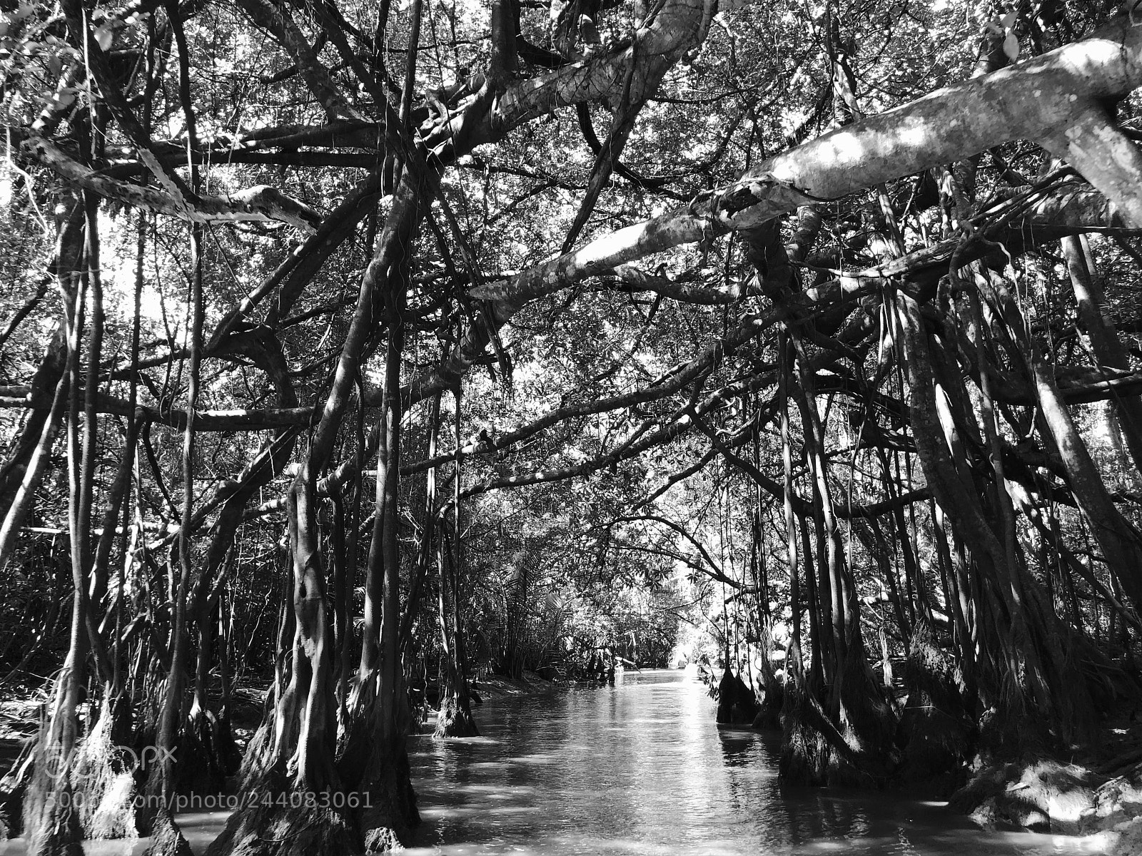 Apple iPhone 8 Plus sample photo. Little amazon,takuapa,thailand photography